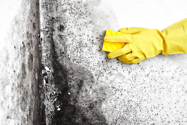Best Local Mold Removal Service  in Milford, OH