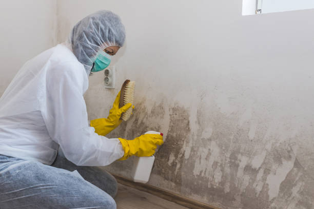 Best Commercial Mold Removal  in Milford, OH