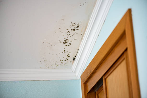 Best Mold Remediation  in Milford, OH