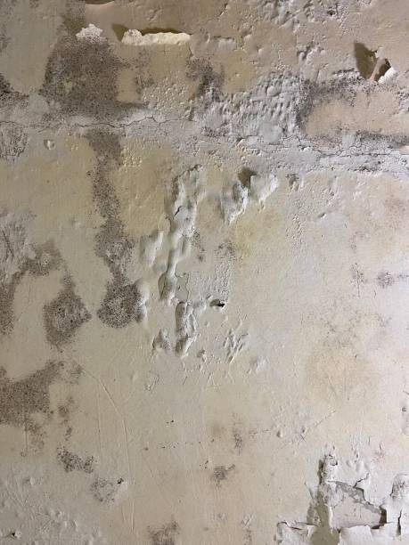 Best Toxic Mold Removal  in Milford, OH